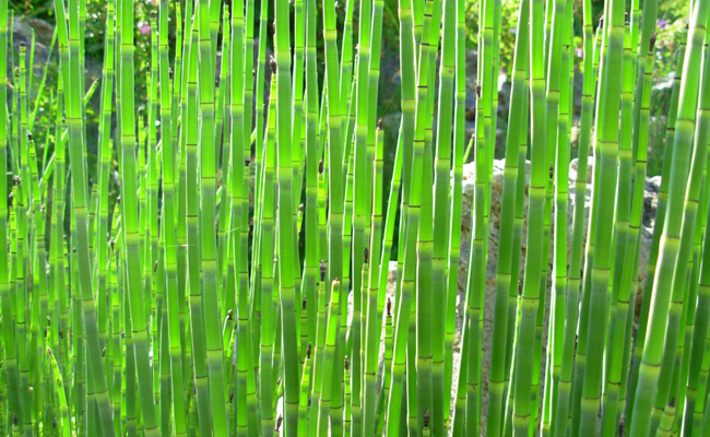 bambus ohne rhizome