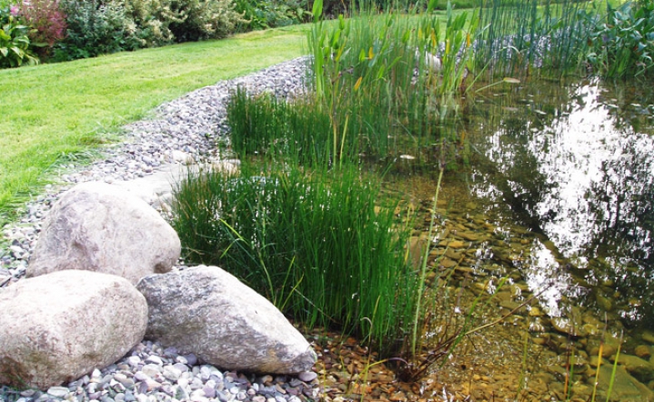 Die verschiedenen Vegetationsarten im Schwimmteich optimal