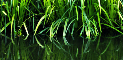 Wasser ist Leben - ein Urlaubsort zu Hause