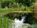 Gartenteich 1