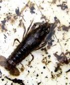 Amerikanischer Flusskrebs (Orconectes limosus)