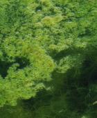 Algen im Schwimmteich