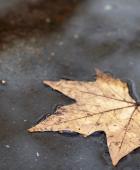 Ein Blatt im herbstlichen Schwimmteich