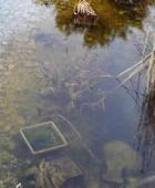 Trübes Wasser im unsanierten Teich