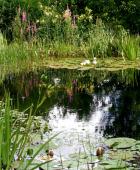 Vegetationszonen im Schwimmteich