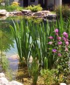 Regenerationsbereich im Schwimmteich
