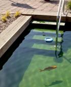 Treppe im Naturpool