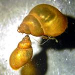 Gemeine Schnauzenschnecke (Bithynia tentaculata) und Zwergschlammschnecke (Galba truncatula)
