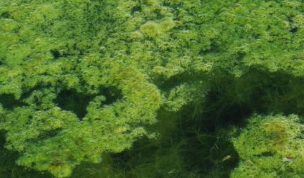 Algen im Schwimmteich