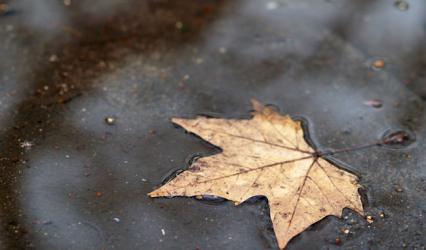 Ein Blatt im herbstlichen Schwimmteich