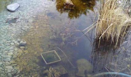 Trübes Wasser im unsanierten Teich