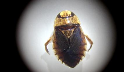 Schwimmwanze, Wasserwanze (Ilyocoris cimicoides)
