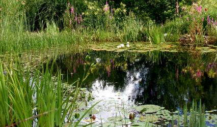 Vegetationszonen im Schwimmteich]