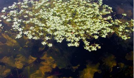 Unterwasserpflanzen im Schwimmteich