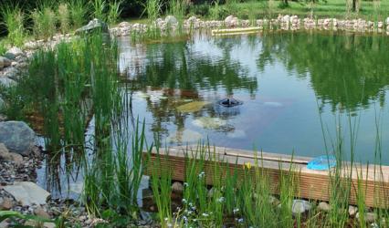Erwachender Schwimmteich im Frühling