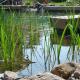 Reinigungszone im Schwimmteich