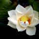 Weißer Lotus