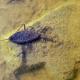 Wasserskorpion, Wasserwanze (Nepa sp.)