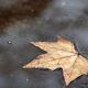Ein Blatt im herbstlichen Schwimmteich