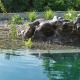 Regenerationsbereich im Schwimmteich