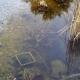 Trübes Wasser im unsanierten Teich