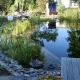 Gepflegter Schwimmteich im Sommer