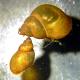 Gemeine Schnauzenschnecke (Bithynia tentaculata) und Zwergschlammschnecke (Galba truncatula)