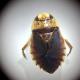 Schwimmwanze, Wasserwanze (Ilyocoris cimicoides)