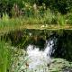 Vegetationszonen im Schwimmteich