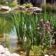 Regenerationsbereich im Schwimmteich
