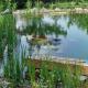 Erwachender Schwimmteich im Frühling