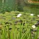 Schwimmblattpflanzen im Schwimmteich