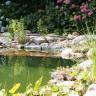 Pflanzen am Schwimmteich