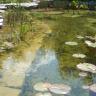 Seerosen im Schwimmteich