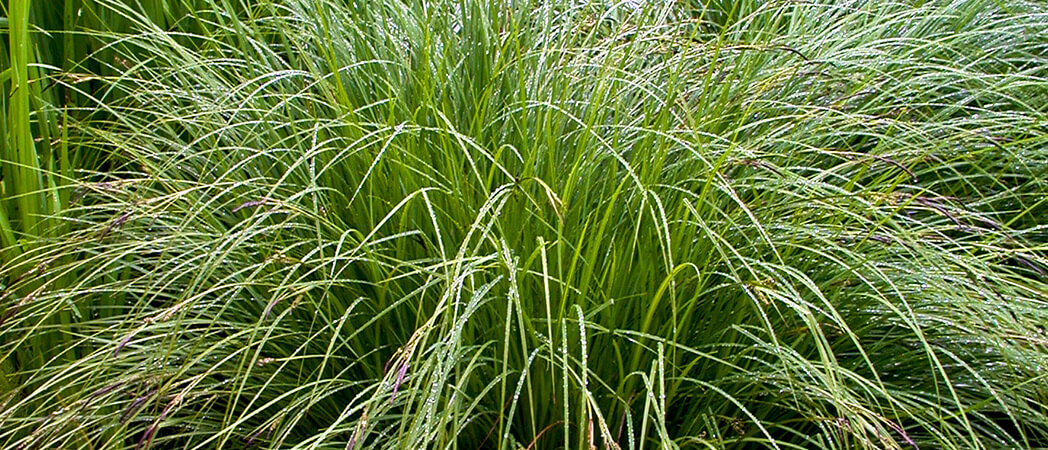 Carx paniculata