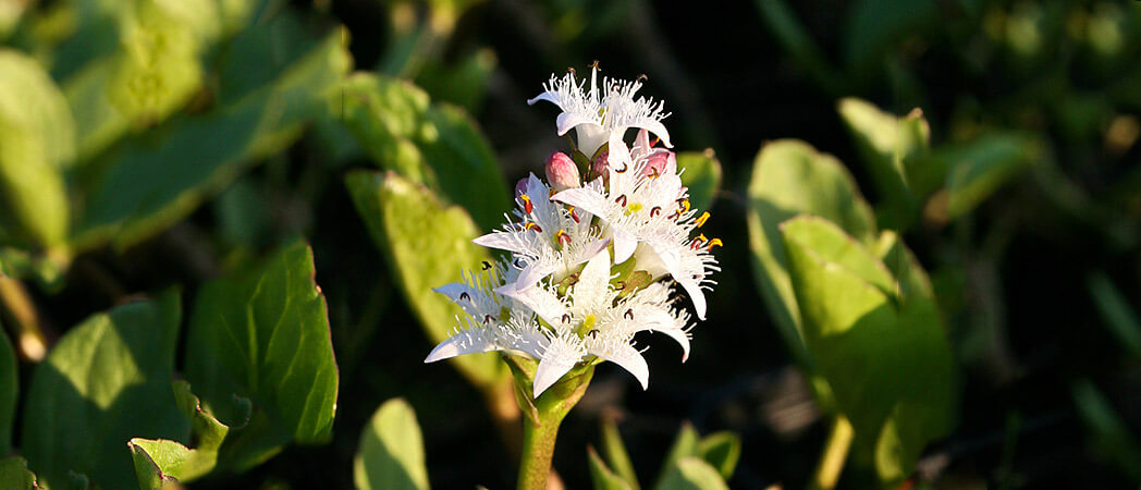 Menyanthes trifoliata