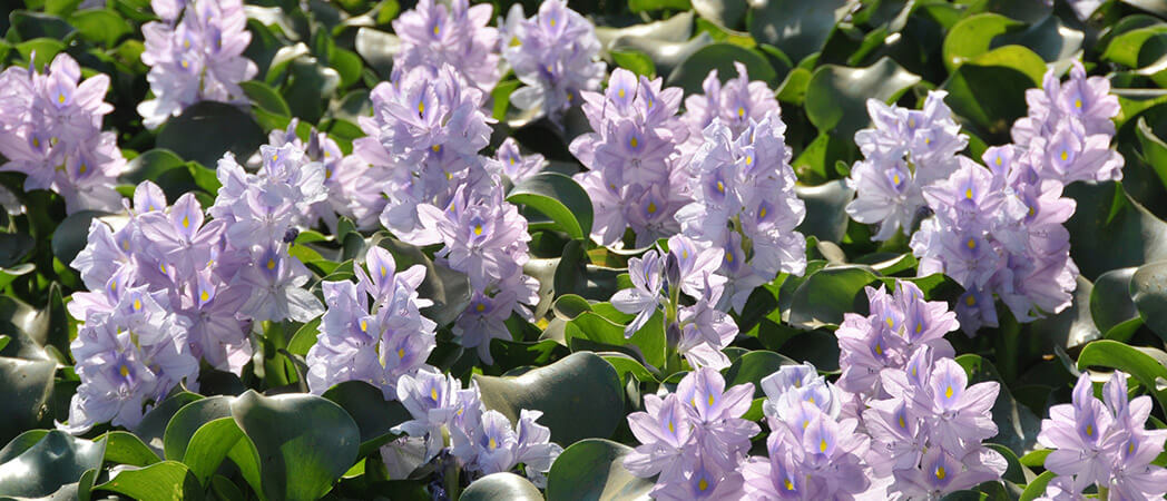 Eichhornia crassipes