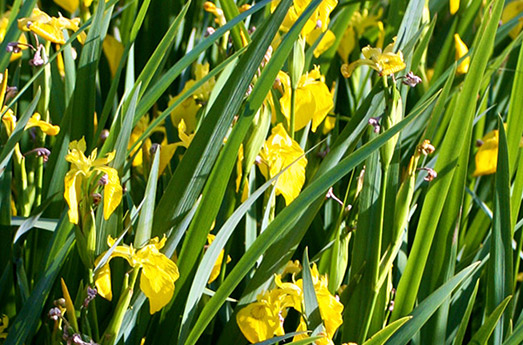 Sumpfiris Wasserpflanze Schwimmteich