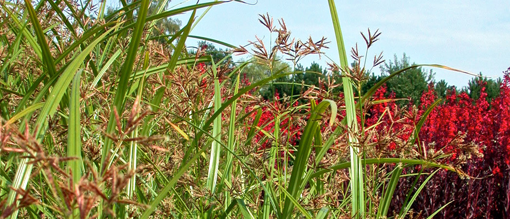 Cyperus longus