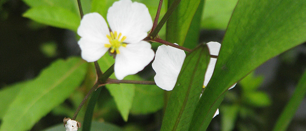 Sagittaria graminea