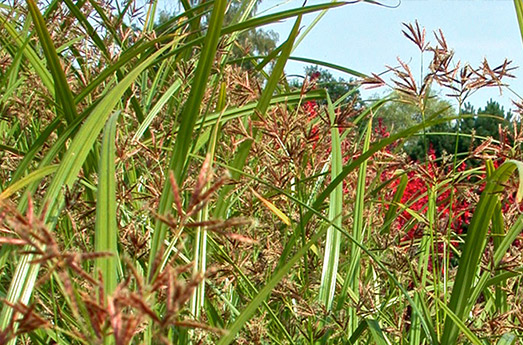 Zyperngras Wasserpflanze Schwimmteich