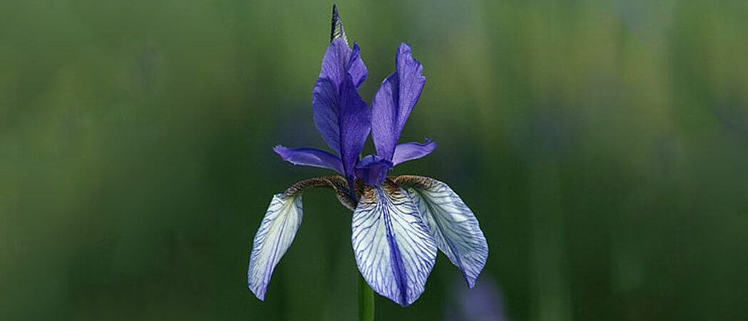 Iris sibirica