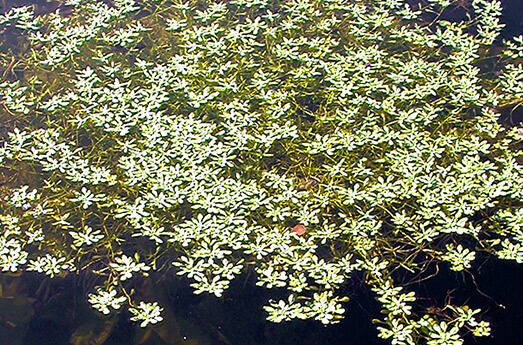 Wasserstern Wasserstern Wasserpflanze Schwimmteich