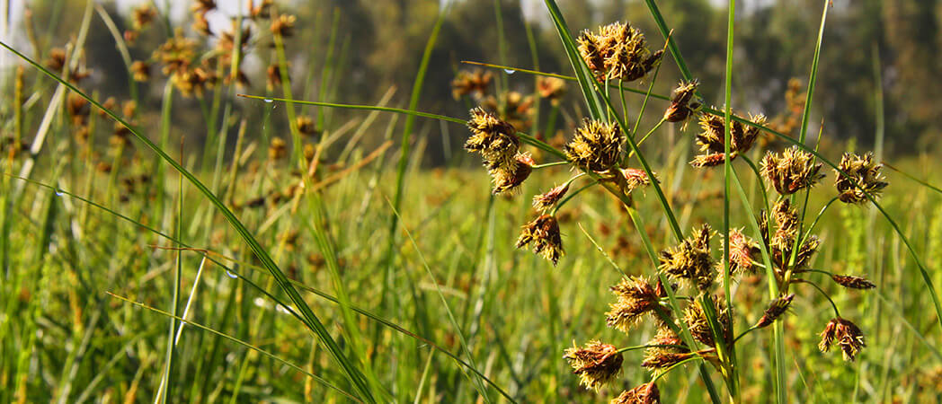 Scirpus lacustris