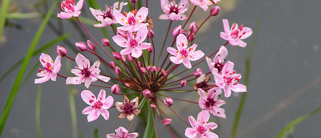 Butomus umbellatus