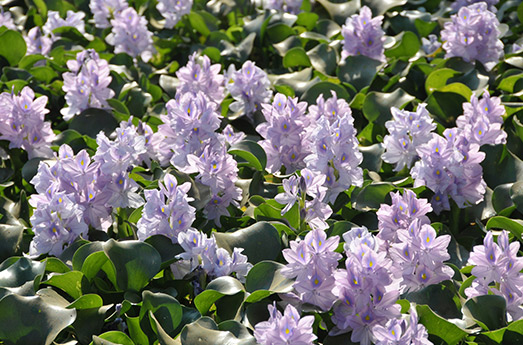 Wasserhyazinthe Wasserhyazinthe Wasserpflanze Schwimmteich