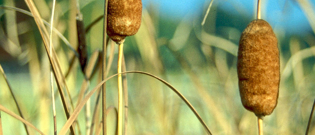 Typha laxmannii