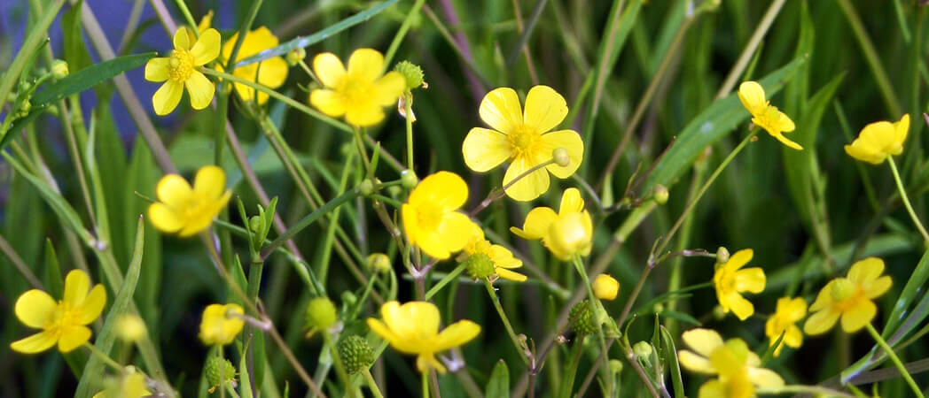 Ranunculus flamula