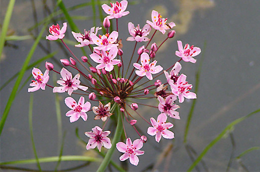 Blumenbinse Blumenbinse Wasserpflanze Schwimmteich