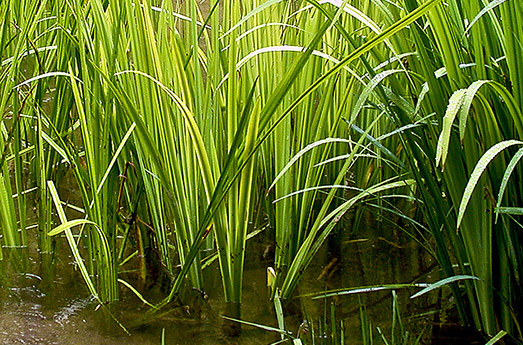 Kalmus Wasserpflanze Schwimmteich